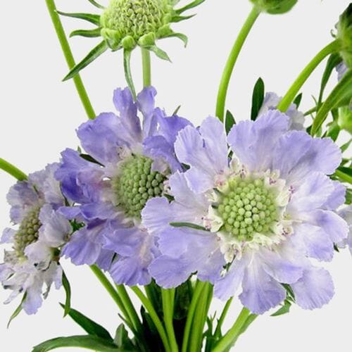 Blue Scabiosa Flowers (10 Bunches)