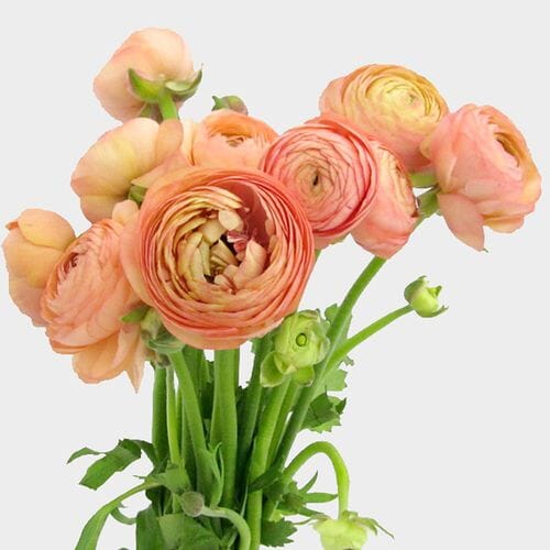 Wholesale flowers prices - buy Peach Ranunculus Flower in bulk