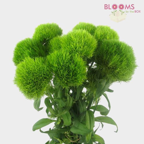 Green Filler Flowers Bulk Pack
