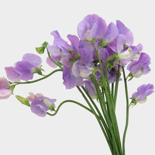 Purple Sweet Pea Flowers (10 Bunches)