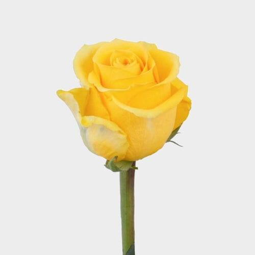 Rose Brighton Yellow 60cm