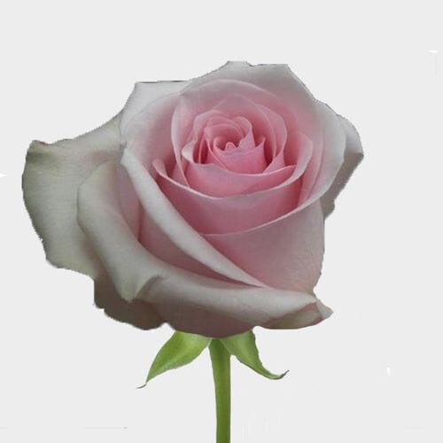 Rose Novia Pink 40cm Bulk