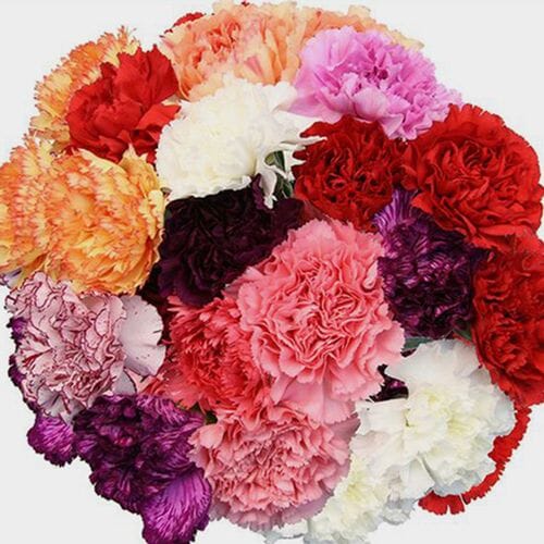 Carnations Assorted Colors Fancy Bulk