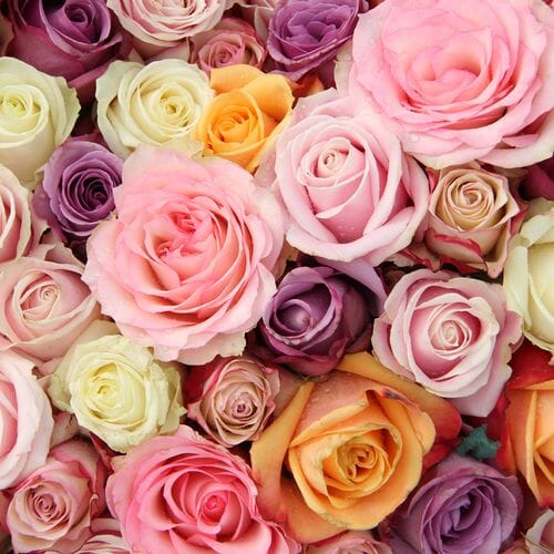 Rose Assorted Colors 50cm Bulk