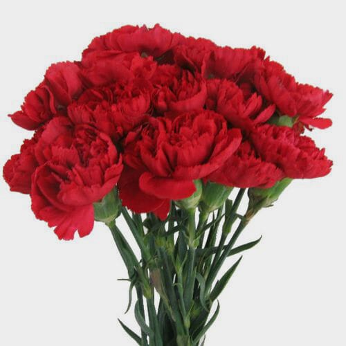Red Carnation Flowers Fancy Bulk