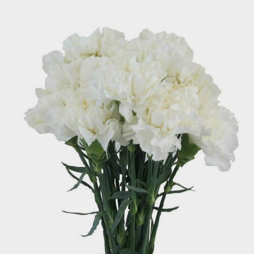 Carnations White Fancy Flowers Bulk