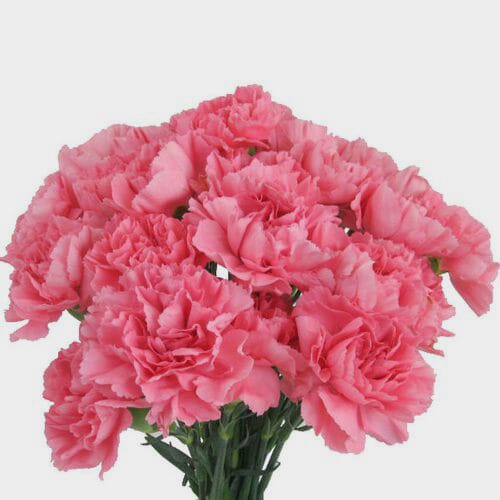 Pink Carnations Fancy Flowers Bulk