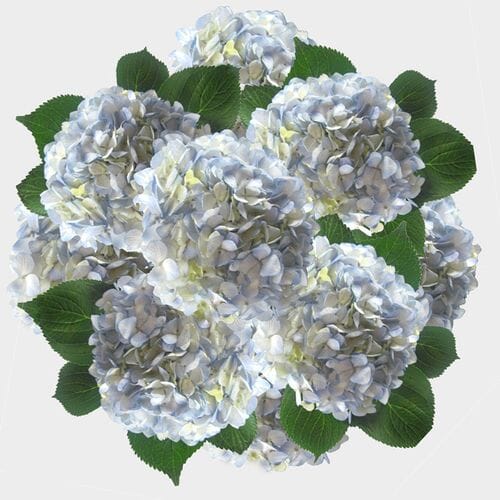 Blue Hydrangea Flowers Bulk