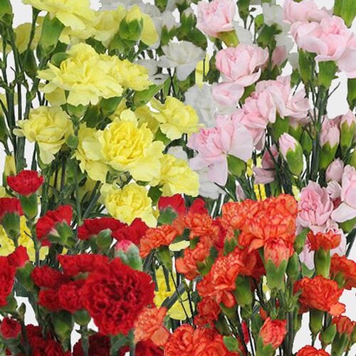 Mini Carnation Flowers Novelty Colors