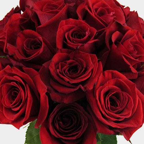 Red Rose Freedom 40cm Bulk