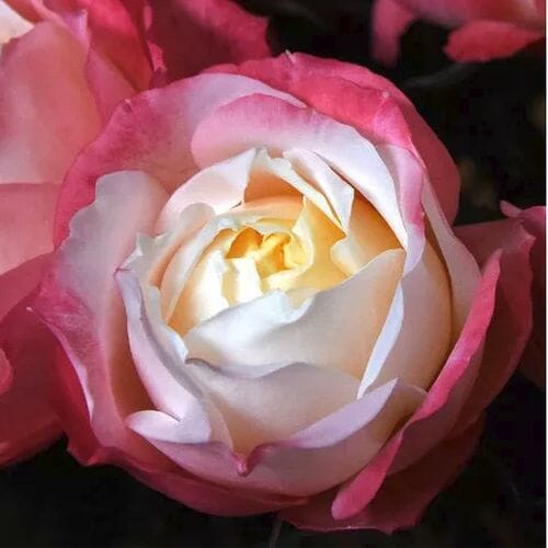 Garden Rose Princess Suki Bi-Color 
