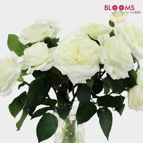 Garden Rose Alabaster White - Bulk