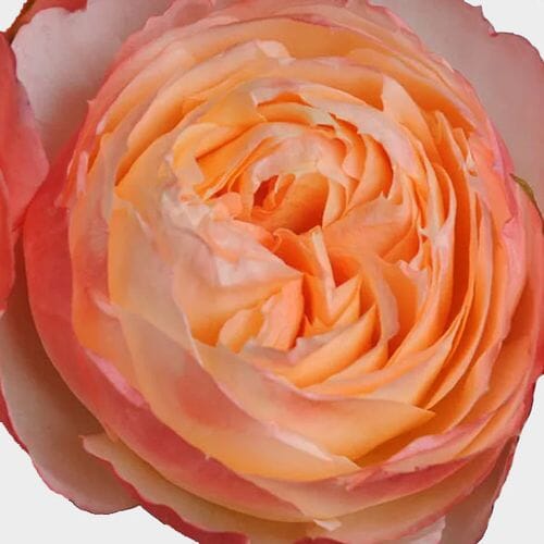 Garden Rose Princess Aiko Peach - Bulk