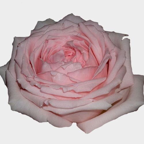 Garden Rose Princess Hitomi Pink - Bulk