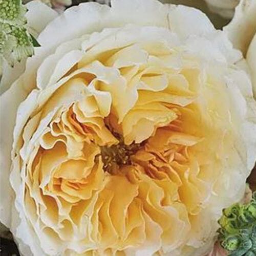 Garden Rose Beatrice Golden Peach - Bulk