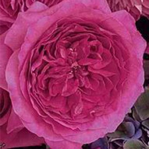 Garden Rose Capability Hot Pink - Bulk
