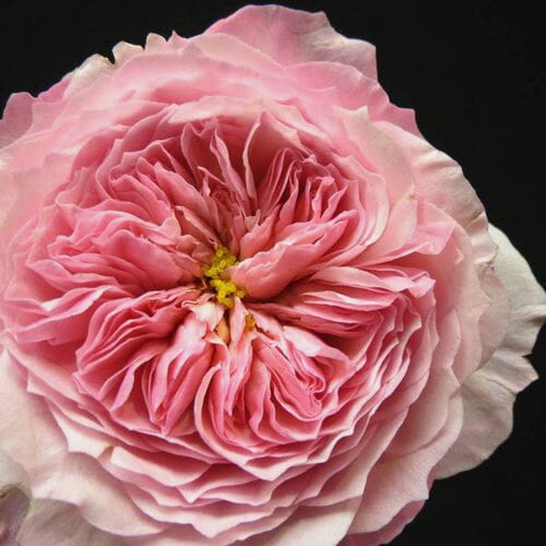 Garden Rose Constance Pink - Bulk