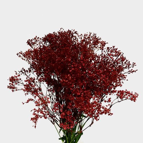Gypsophila - Tinted Red Bulk