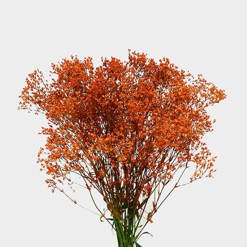Gypsophila - Tinted Orange Bulk