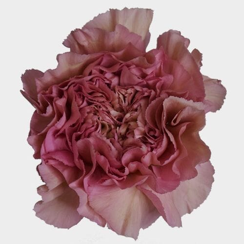 Dusty Pink Fancy Carnation Flower