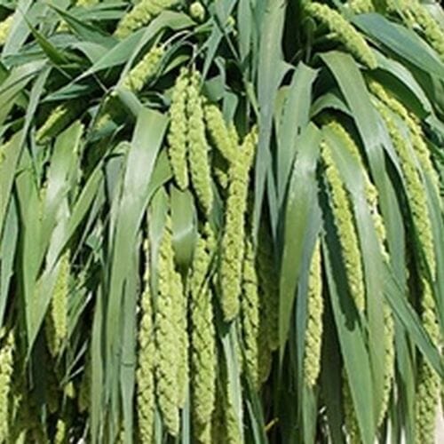 Millet Green Hanging
