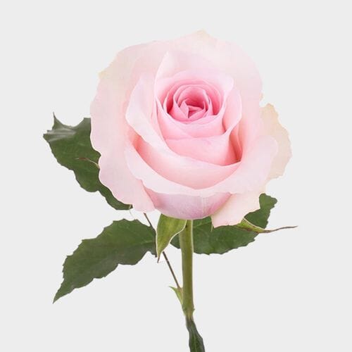 Rose Christa 50cm Bulk