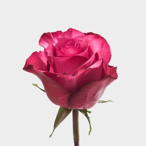 Rose Lola 50cm Bulk