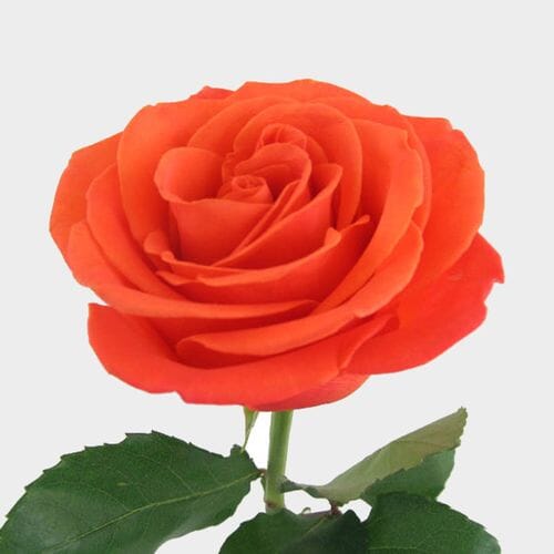Rose Orange Crush 50cm Bulk