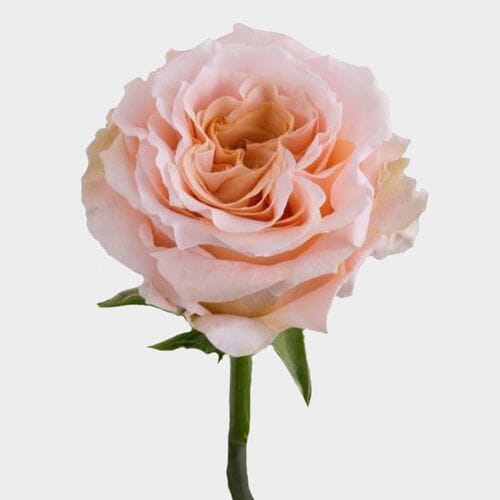 Rose Shimmer 50cm Bulk