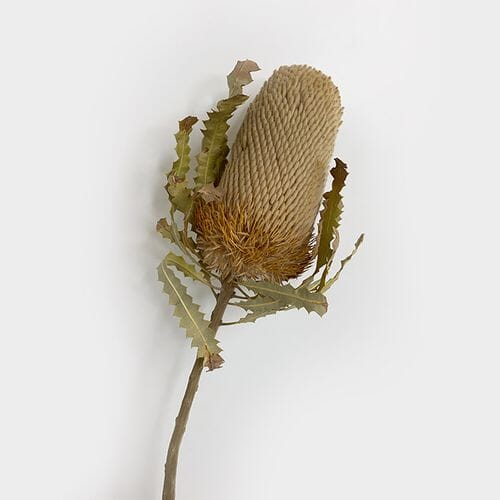 Banksia Hookeriana Dried Natural