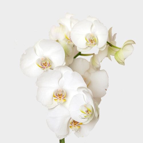Phalaenopsis White Bulk