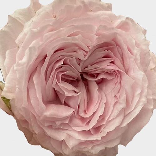 Garden Rose Tsumugi Light Pink- Bulk