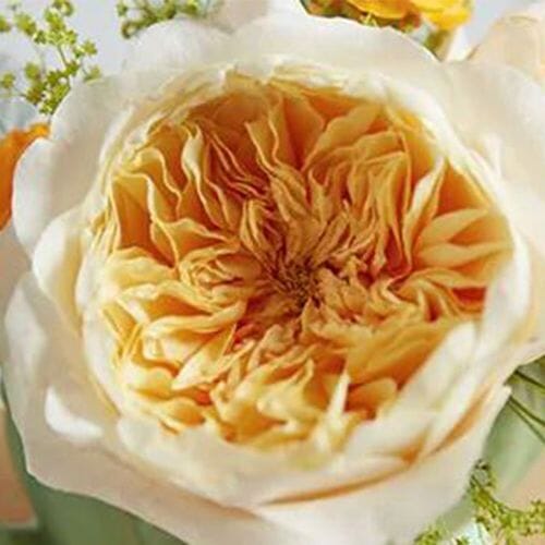 Garden Rose Effie Apricot - Bulk