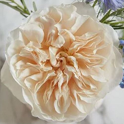 Garden Rose Eugenie Peach - Bulk